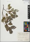 Foto von Salix glabra Scop.